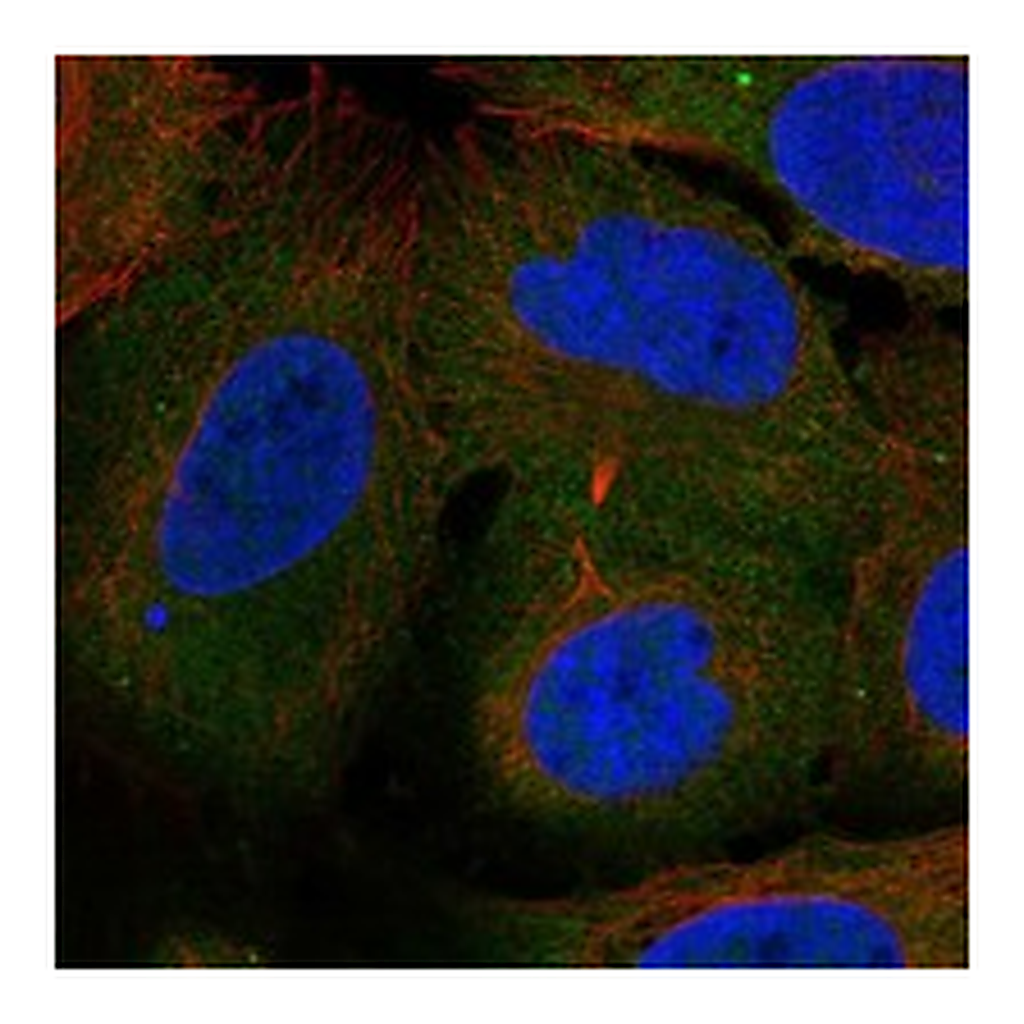 Atlas Antibodies Anti-ARHGEF40 Antibody