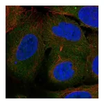 Atlas Antibodies Anti-ARHGEF40 Antibody