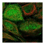 Atlas Antibodies Anti-ARHGEF5 Antibody