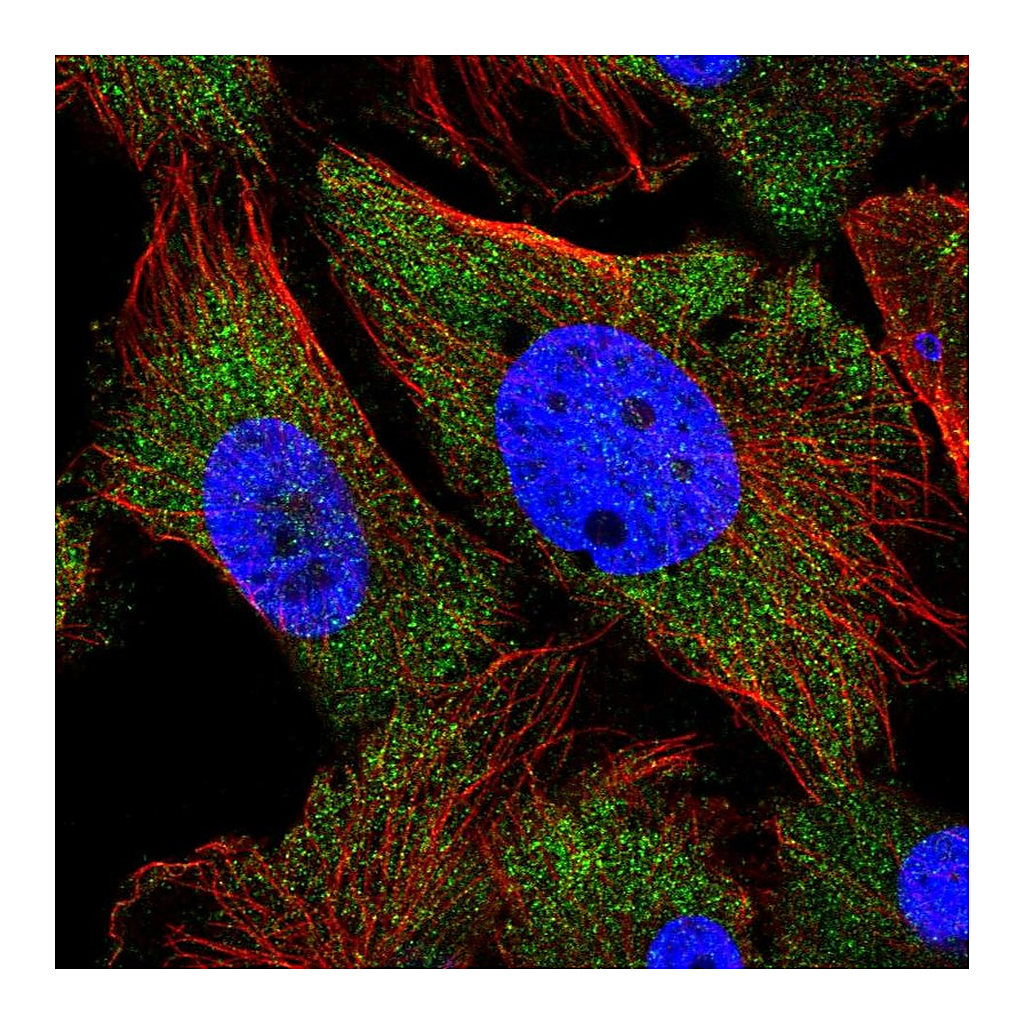 Atlas Antibodies Anti-ARHGEF9 Antibody