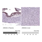 Atlas Antibodies Anti-ARID3A Antibody