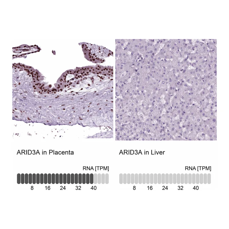Atlas Antibodies Anti-ARID3A Antibody