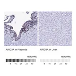 Atlas Antibodies Anti-ARID3A Antibody