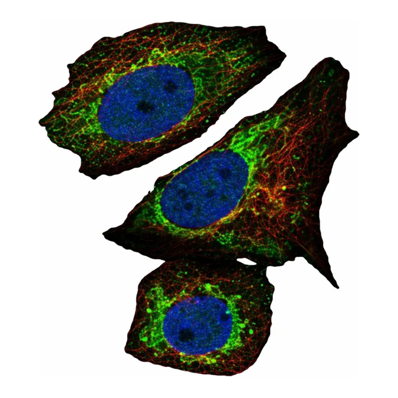 Atlas Antibodies Anti-ARID4B Antibody