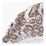 Atlas Antibodies Anti-ARIH1 Antibody