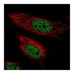 Atlas Antibodies Anti-ARIH2 Antibody