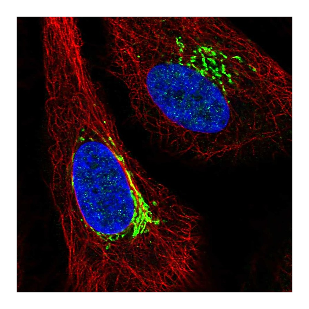 Atlas Antibodies Anti-ARIH1 Antibody