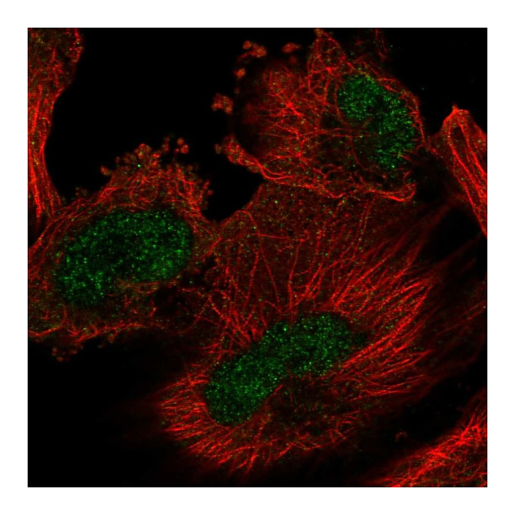 Atlas Antibodies Anti-ARIH2 Antibody