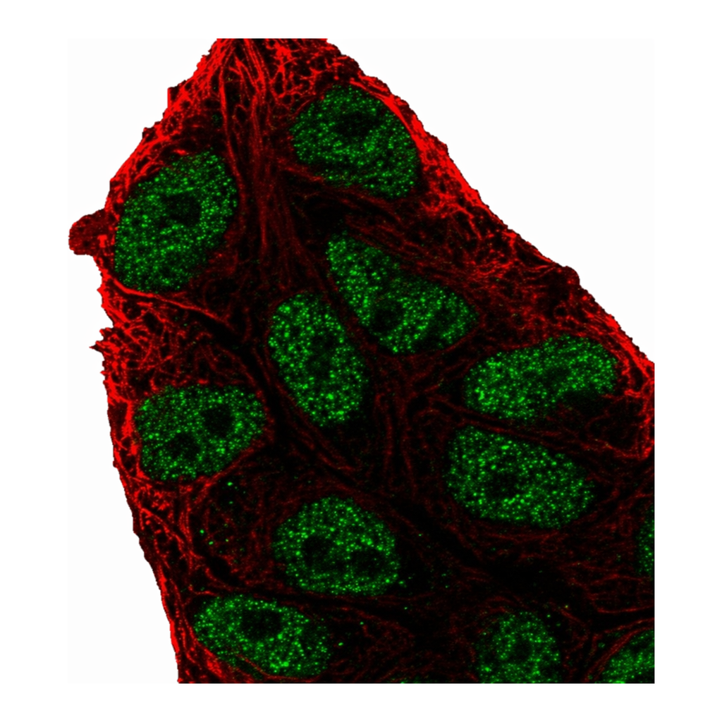 Atlas Antibodies Anti-ARIH2 Antibody