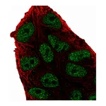 Atlas Antibodies Anti-ARIH2 Antibody