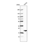 Atlas Antibodies Anti-ARL1 Antibody
