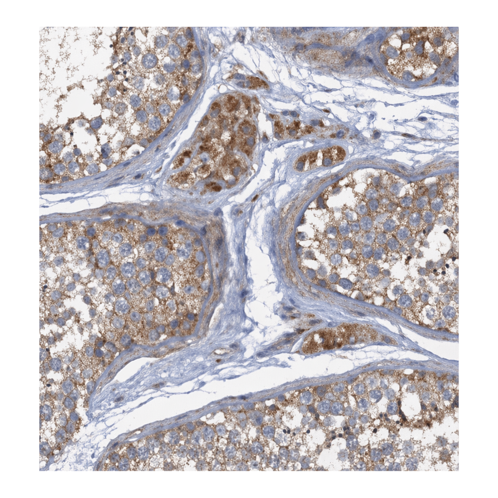 Atlas Antibodies Anti-ARL11 Antibody