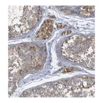Atlas Antibodies Anti-ARL11 Antibody