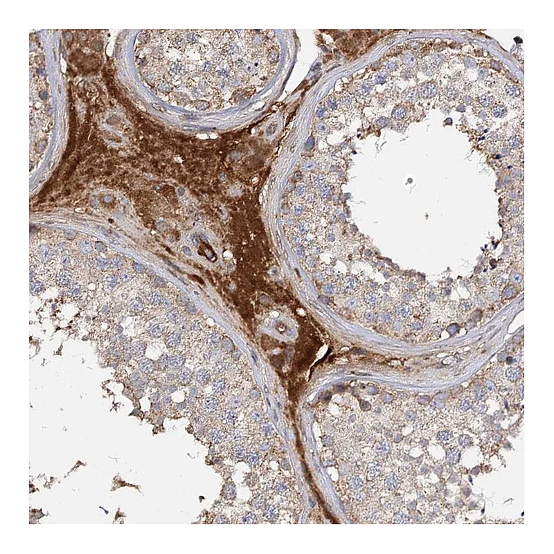Atlas Antibodies Anti-ARL13A Antibody