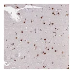 Atlas Antibodies Anti-ARL14EP Antibody
