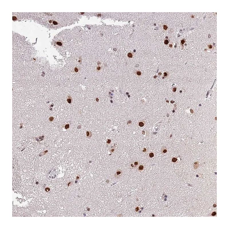 Atlas Antibodies Anti-ARL14EP Antibody
