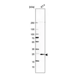Atlas Antibodies Anti-ARL15 Antibody