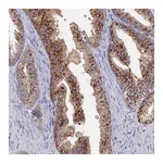 Atlas Antibodies Anti-ARL16 Antibody