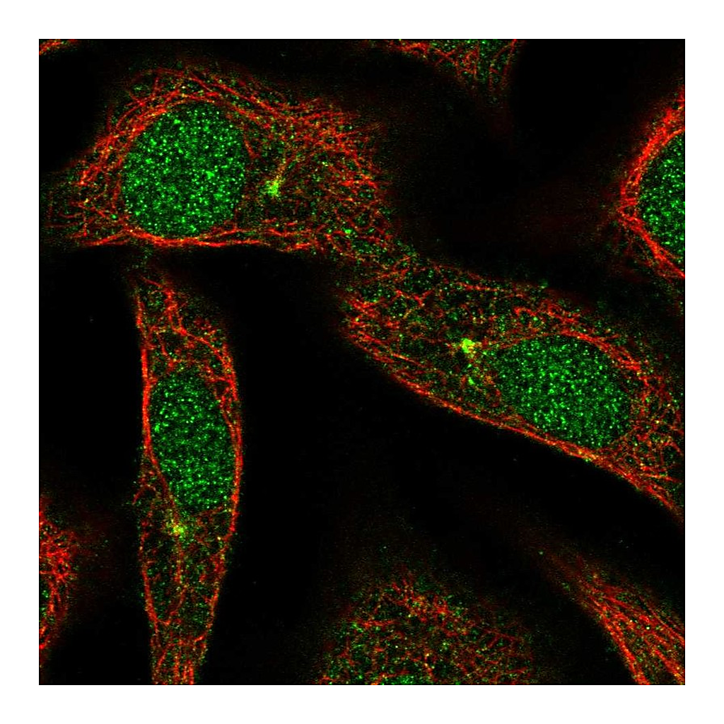 Atlas Antibodies Anti-ARL3 Antibody