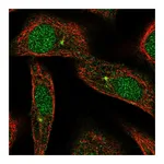 Atlas Antibodies Anti-ARL3 Antibody