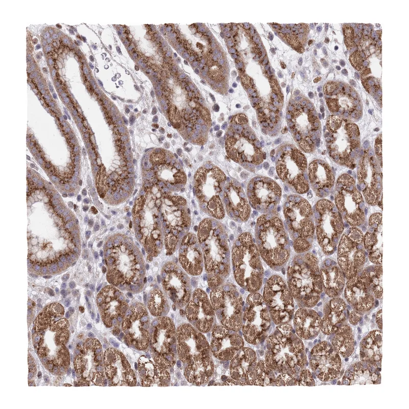 Atlas Antibodies Anti-ARL2BP Antibody