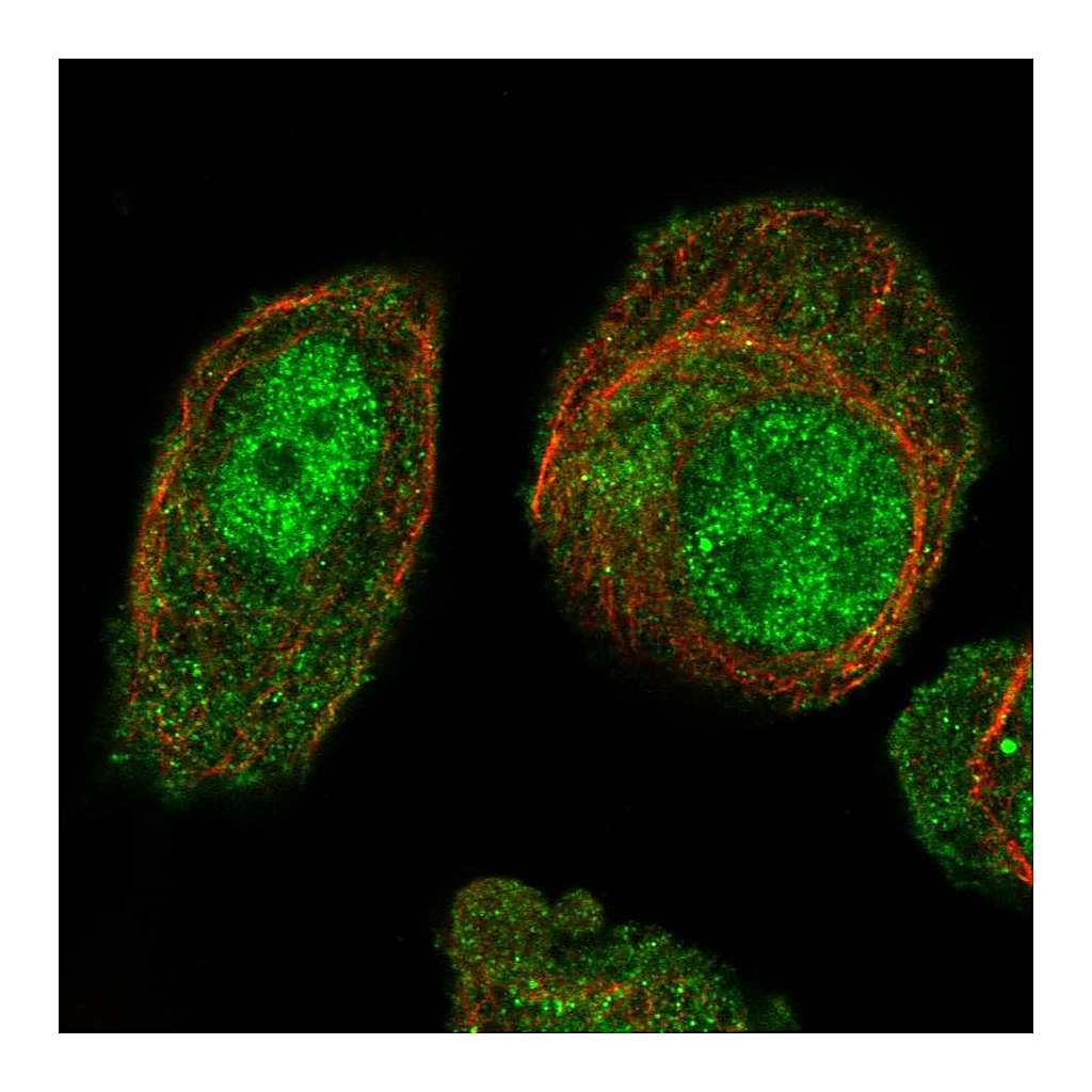 Atlas Antibodies Anti-ARL4A Antibody