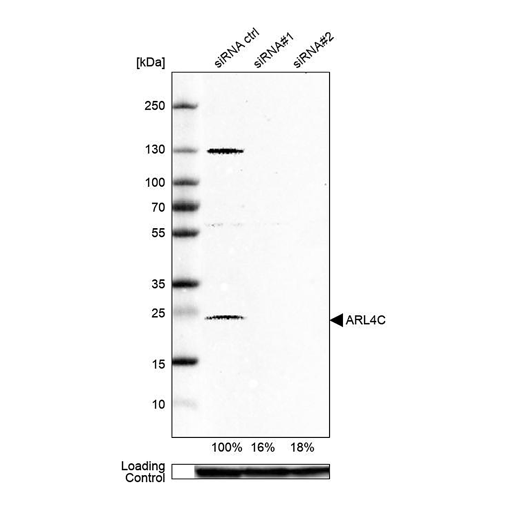 Atlas Antibodies Anti-ARL4C Antibody