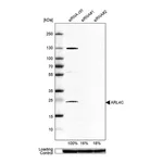 Atlas Antibodies Anti-ARL4C Antibody