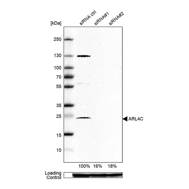 Atlas Antibodies Anti-ARL4C Antibody