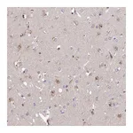 Atlas Antibodies Anti-ARL8A Antibody