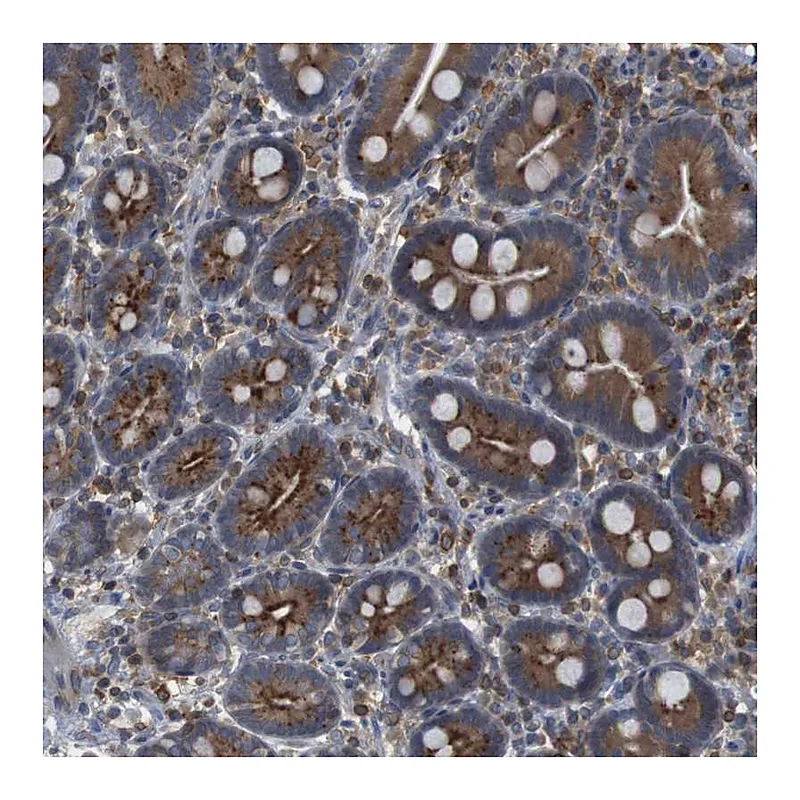 Atlas Antibodies Anti-ARL6IP5 Antibody