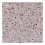 Atlas Antibodies Anti-ARL8A Antibody