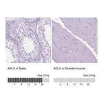 Atlas Antibodies Anti-ARL9 Antibody