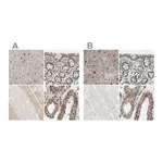 Atlas Antibodies Anti-ARMC10 Antibody