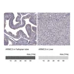 Atlas Antibodies Anti-ARMC3 Antibody