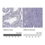 Atlas Antibodies Anti-ARMC2 Antibody