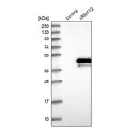 Atlas Antibodies Anti-ARMC12 Antibody