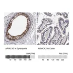 Atlas Antibodies Anti-ARMCX2 Antibody