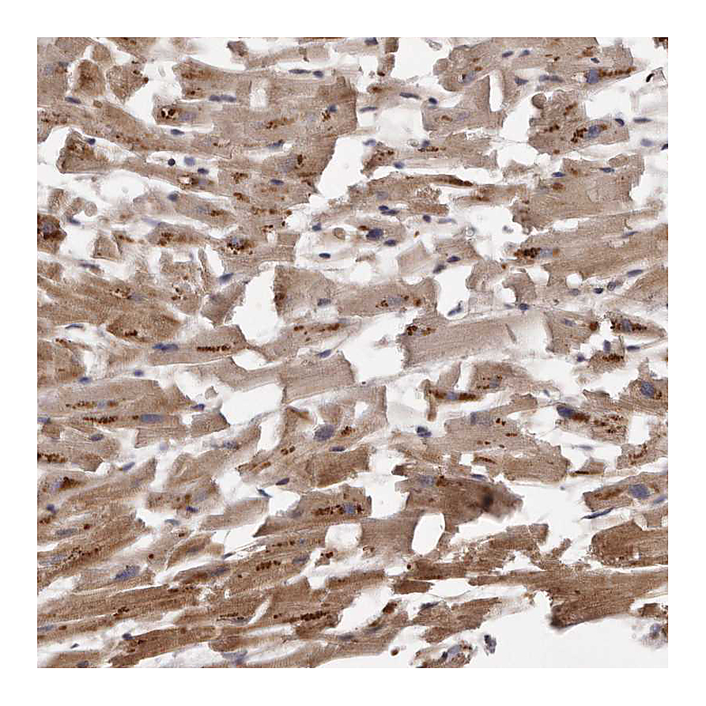 Atlas Antibodies Anti-ARMCX1 Antibody