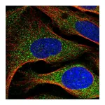 Atlas Antibodies Anti-ARMC7 Antibody