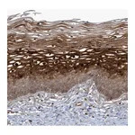 Atlas Antibodies Anti-ARMC8 Antibody