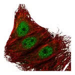 Atlas Antibodies Anti-ARMC5 Antibody