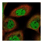 Atlas Antibodies Anti-ARMC8 Antibody