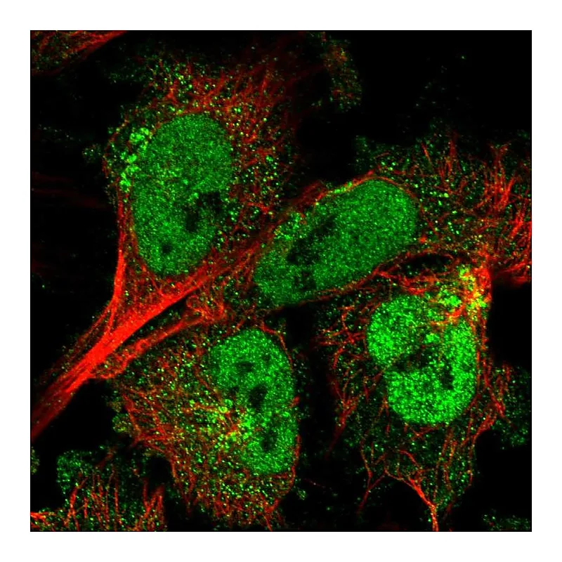Atlas Antibodies Anti-ARMCX3 Antibody