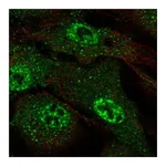 Atlas Antibodies Anti-ARMCX4 Antibody