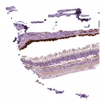 Atlas Antibodies Anti-ARMS2 Antibody