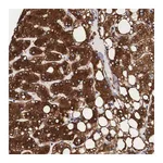 Atlas Antibodies Anti-ARMCX3 Antibody
