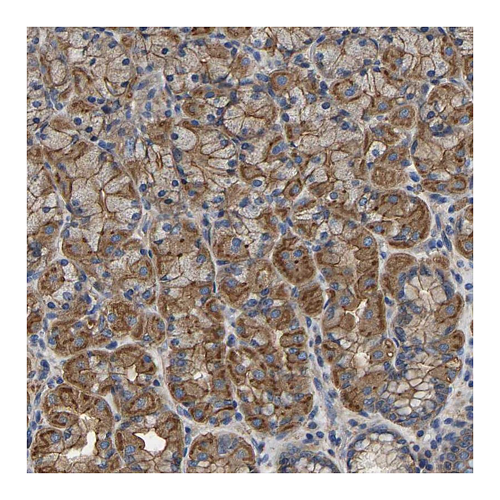 Atlas Antibodies Anti-ARMT1 Antibody