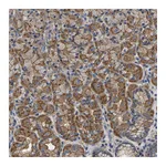 Atlas Antibodies Anti-ARMT1 Antibody