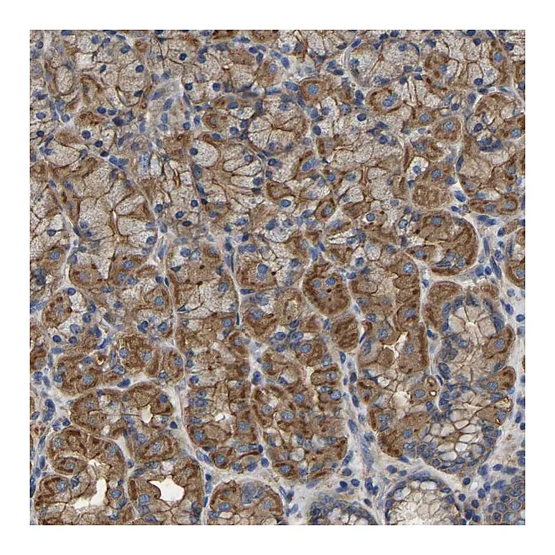 Atlas Antibodies Anti-ARMT1 Antibody